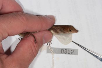 Media type: image;   Herpetology R-186218